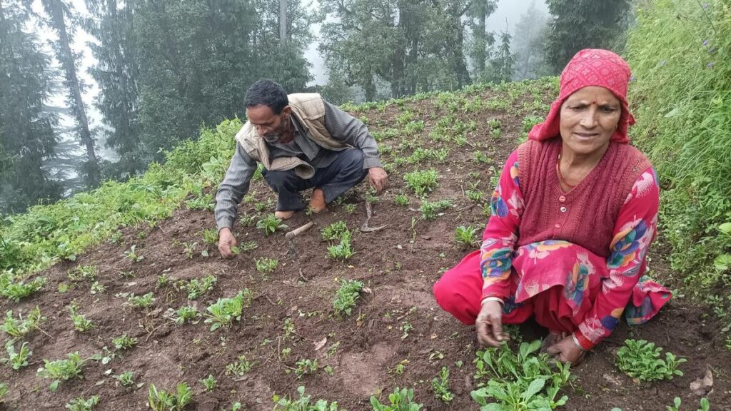 हिमाचल के किसान अनुसंधान से कर रहे हैं विलुप्त हो रहे हिमालयी जड़ी-बूटी ‘कुटकी’ की सतत खेती